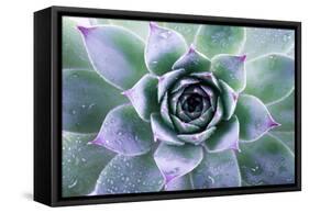 Beautiful Succulent with Water Drops-Yastremska-Framed Stretched Canvas