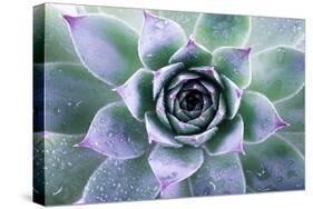 Beautiful Succulent with Water Drops-Yastremska-Stretched Canvas