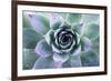 Beautiful Succulent with Water Drops-Yastremska-Framed Photographic Print