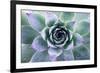 Beautiful Succulent with Water Drops-Yastremska-Framed Photographic Print