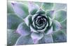 Beautiful Succulent with Water Drops-Yastremska-Mounted Photographic Print