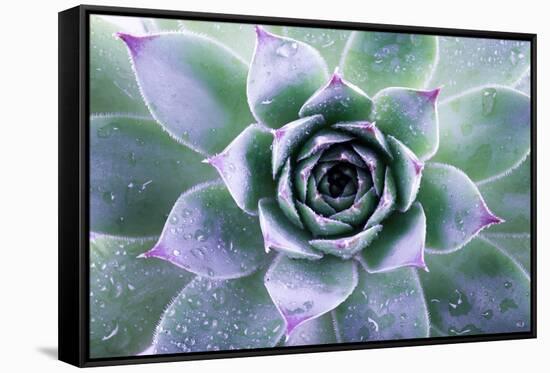 Beautiful Succulent with Water Drops-Yastremska-Framed Stretched Canvas
