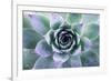 Beautiful Succulent with Water Drops-Yastremska-Framed Photographic Print