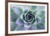 Beautiful Succulent with Water Drops-Yastremska-Framed Photographic Print
