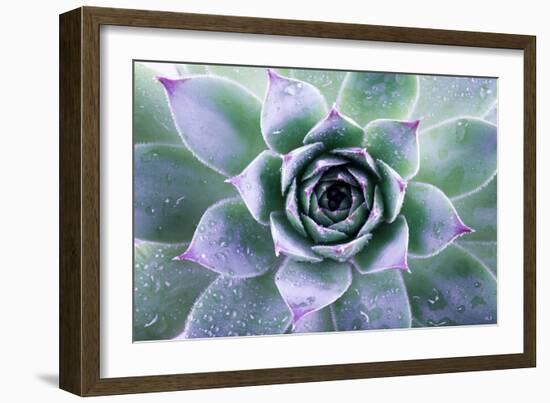 Beautiful Succulent with Water Drops-Yastremska-Framed Photographic Print