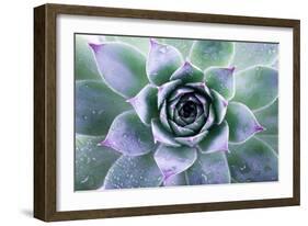 Beautiful Succulent with Water Drops-Yastremska-Framed Photographic Print