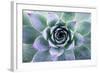 Beautiful Succulent with Water Drops-Yastremska-Framed Photographic Print