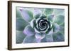 Beautiful Succulent with Water Drops-Yastremska-Framed Photographic Print