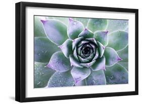 Beautiful Succulent with Water Drops-Yastremska-Framed Photographic Print