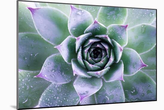 Beautiful Succulent with Water Drops-Yastremska-Mounted Photographic Print