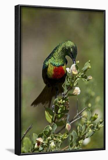 Beautiful Sunbird (Cinnyris Pulchella)-James Hager-Framed Photographic Print