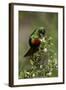 Beautiful Sunbird (Cinnyris Pulchella)-James Hager-Framed Photographic Print