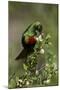 Beautiful Sunbird (Cinnyris Pulchella)-James Hager-Mounted Photographic Print