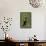Beautiful Sunbird (Cinnyris Pulchella)-James Hager-Framed Photographic Print displayed on a wall