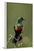 Beautiful Sunbird (Cinnyris Pulchella)-James Hager-Framed Photographic Print