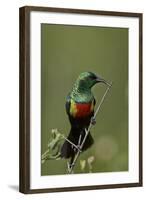 Beautiful Sunbird (Cinnyris Pulchella)-James Hager-Framed Photographic Print