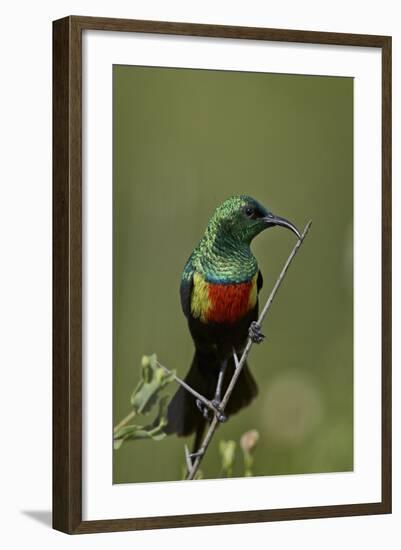 Beautiful Sunbird (Cinnyris Pulchella)-James Hager-Framed Photographic Print