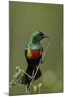 Beautiful Sunbird (Cinnyris Pulchella)-James Hager-Mounted Photographic Print