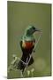 Beautiful Sunbird (Cinnyris Pulchella)-James Hager-Mounted Photographic Print