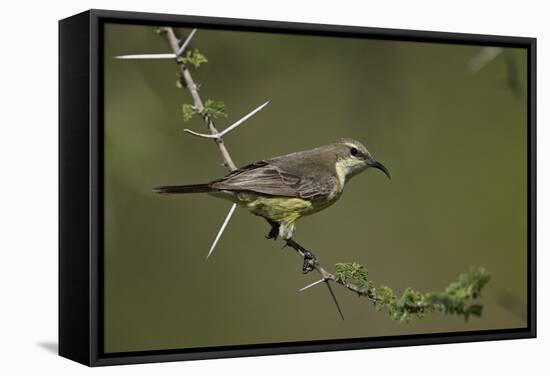 Beautiful Sunbird (Cinnyris Pulchella)-James Hager-Framed Stretched Canvas