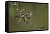 Beautiful Sunbird (Cinnyris Pulchella)-James Hager-Framed Stretched Canvas