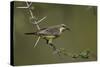 Beautiful Sunbird (Cinnyris Pulchella)-James Hager-Stretched Canvas