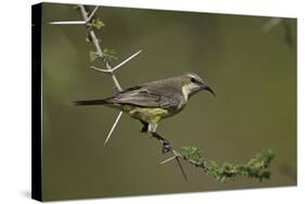 Beautiful Sunbird (Cinnyris Pulchella)-James Hager-Stretched Canvas