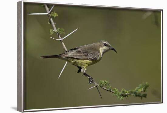 Beautiful Sunbird (Cinnyris Pulchella)-James Hager-Framed Photographic Print