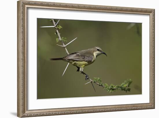 Beautiful Sunbird (Cinnyris Pulchella)-James Hager-Framed Photographic Print