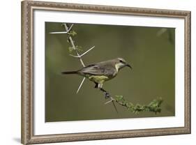 Beautiful Sunbird (Cinnyris Pulchella)-James Hager-Framed Photographic Print