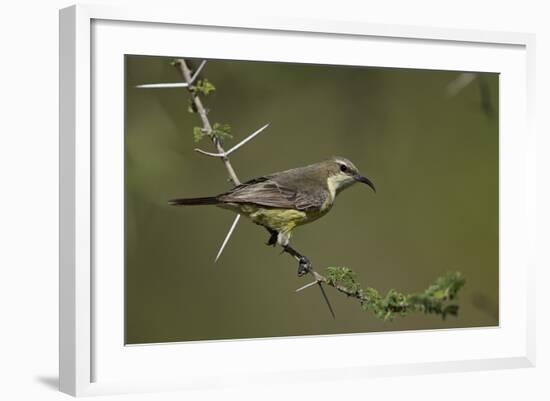 Beautiful Sunbird (Cinnyris Pulchella)-James Hager-Framed Photographic Print