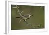 Beautiful Sunbird (Cinnyris Pulchella)-James Hager-Framed Photographic Print