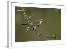 Beautiful Sunbird (Cinnyris Pulchella)-James Hager-Framed Photographic Print