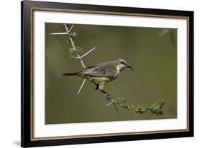 Beautiful Sunbird (Cinnyris Pulchella)-James Hager-Framed Photographic Print