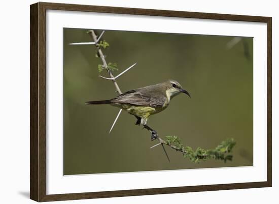 Beautiful Sunbird (Cinnyris Pulchella)-James Hager-Framed Photographic Print