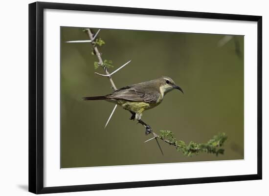 Beautiful Sunbird (Cinnyris Pulchella)-James Hager-Framed Photographic Print