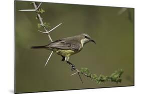 Beautiful Sunbird (Cinnyris Pulchella)-James Hager-Mounted Photographic Print