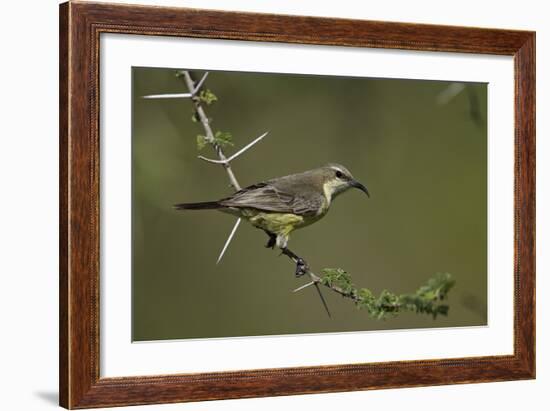 Beautiful Sunbird (Cinnyris Pulchella)-James Hager-Framed Photographic Print