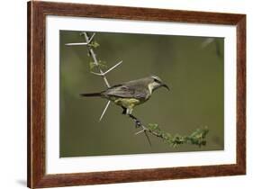 Beautiful Sunbird (Cinnyris Pulchella)-James Hager-Framed Photographic Print