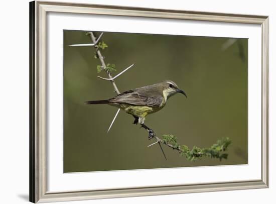 Beautiful Sunbird (Cinnyris Pulchella)-James Hager-Framed Photographic Print