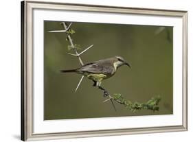 Beautiful Sunbird (Cinnyris Pulchella)-James Hager-Framed Photographic Print