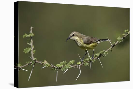 Beautiful Sunbird (Cinnyris Pulchella)-James Hager-Stretched Canvas