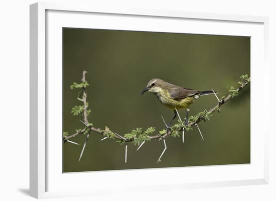 Beautiful Sunbird (Cinnyris Pulchella)-James Hager-Framed Photographic Print