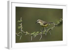 Beautiful Sunbird (Cinnyris Pulchella)-James Hager-Framed Photographic Print