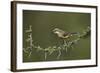 Beautiful Sunbird (Cinnyris Pulchella)-James Hager-Framed Photographic Print