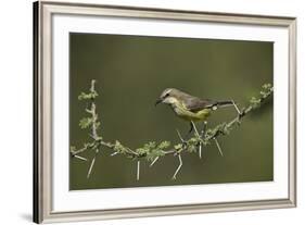 Beautiful Sunbird (Cinnyris Pulchella)-James Hager-Framed Photographic Print