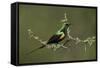 Beautiful Sunbird (Cinnyris Pulchella)-James Hager-Framed Stretched Canvas