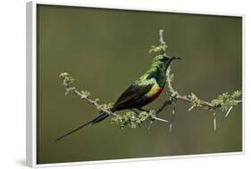 Beautiful Sunbird (Cinnyris Pulchella)-James Hager-Framed Photographic Print