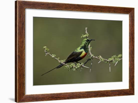 Beautiful Sunbird (Cinnyris Pulchella)-James Hager-Framed Photographic Print