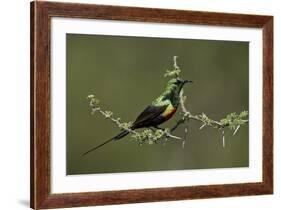 Beautiful Sunbird (Cinnyris Pulchella)-James Hager-Framed Photographic Print